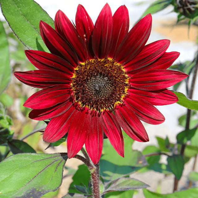 Red Mini Sunflower Seeds for Planting, Heirloom Non-GMO, High Germination Organic Garden Seeds