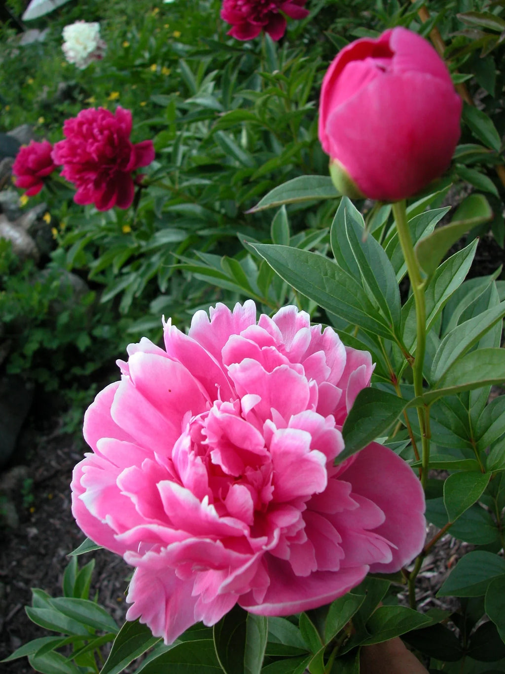Pink Paeonia Flower seeds for Planting Vibrant Colors, Heirloom & GMO Free Seeds for Home Garden vegetable and garden seeds