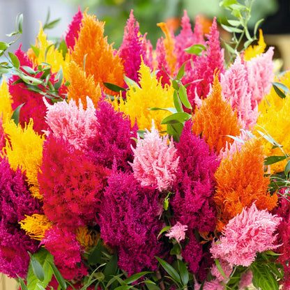 Celosia Flower seeds for Planting Compact Growth Heirloom & GMO Free Seeds for Home Garden