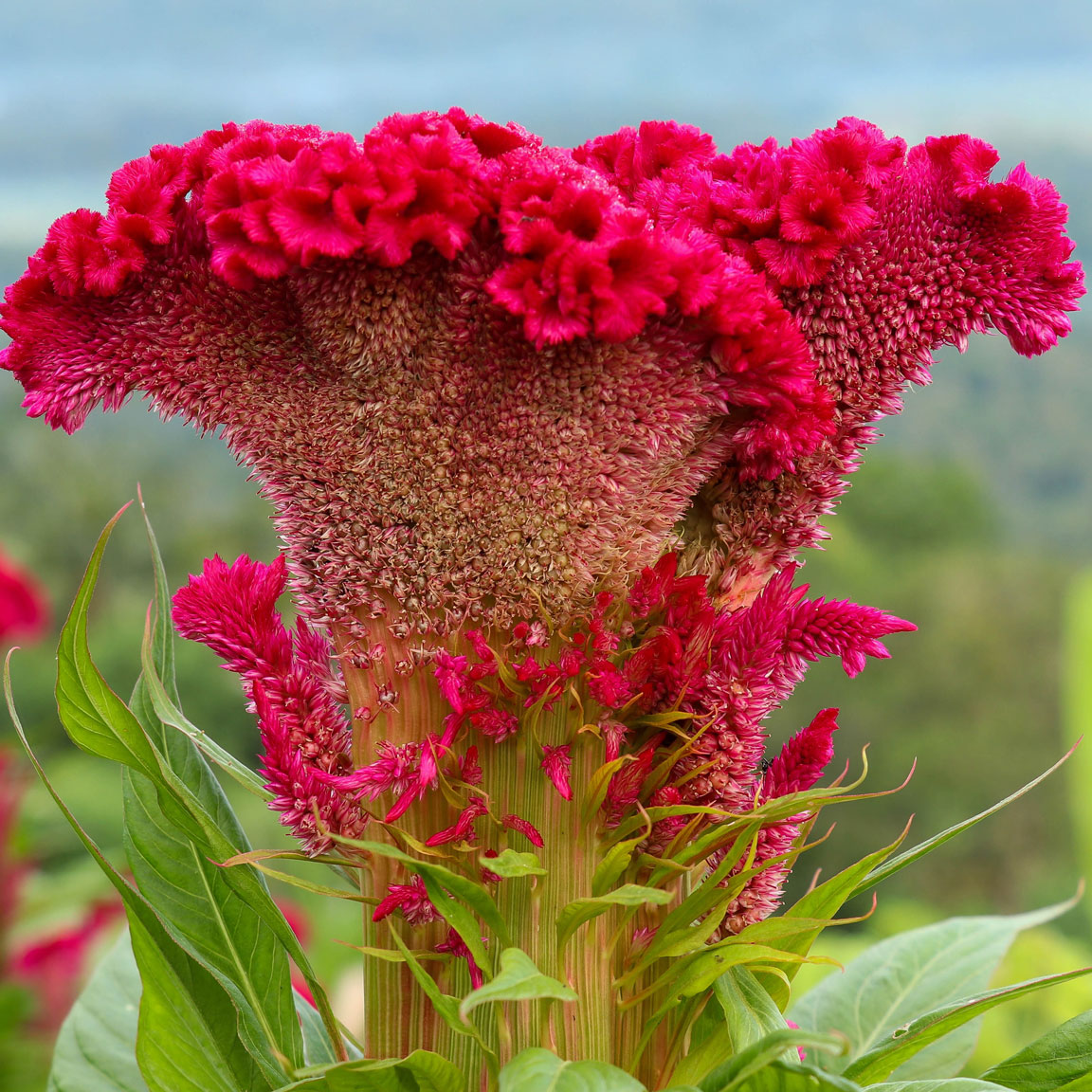 Celosia Flower seeds for Planting Compact Growth Heirloom & GMO Free Seeds for Home Garden
