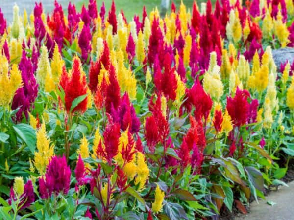 Celosia Flower seeds for Planting Compact Growth Heirloom & GMO Free Seeds for Home Garden
