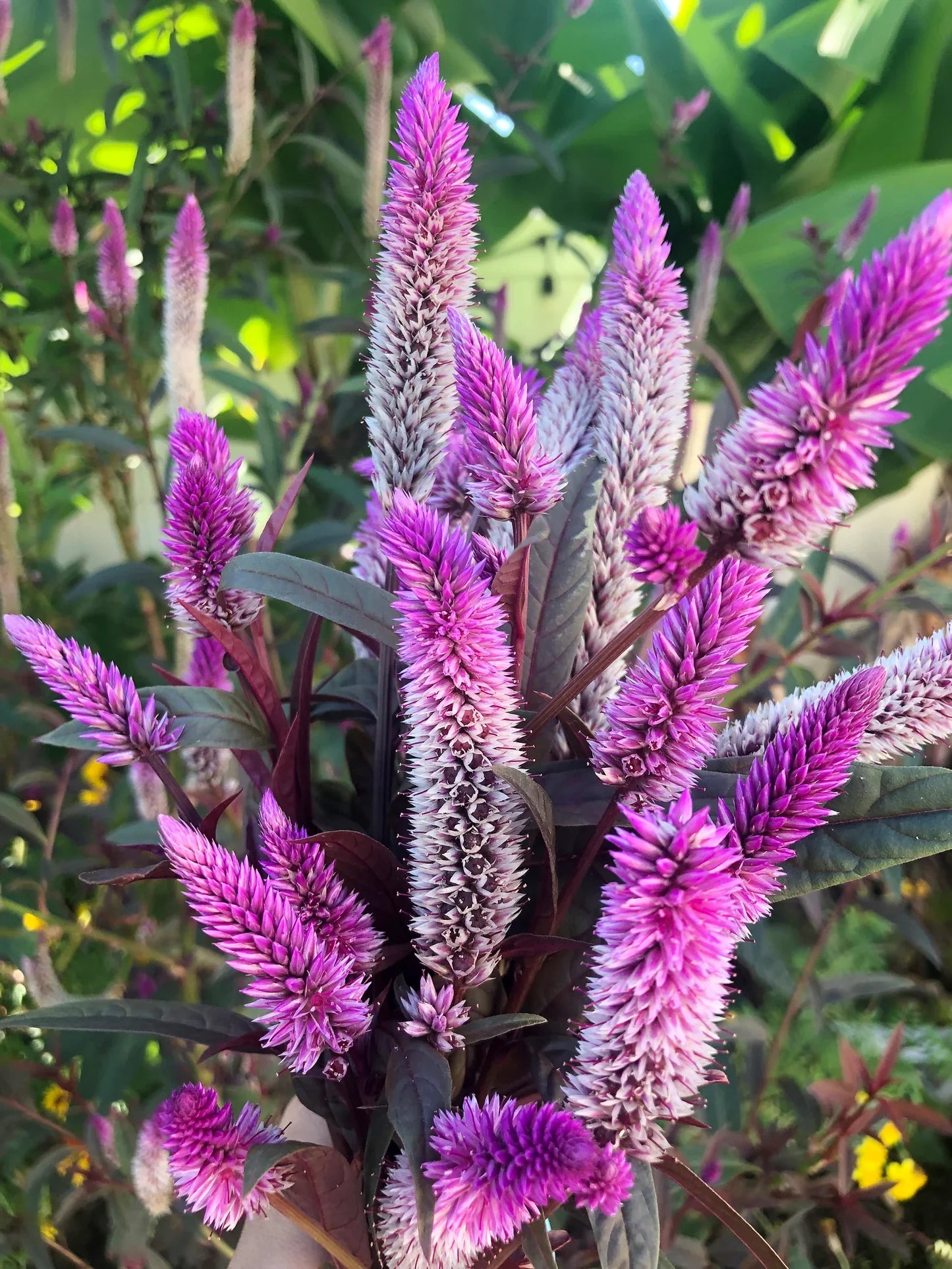 Premium Purple Celosia Spicata Flower seeds for Planting Easy to Grow, Heirloom & GMO Free Seeds for Home Garden seeds
