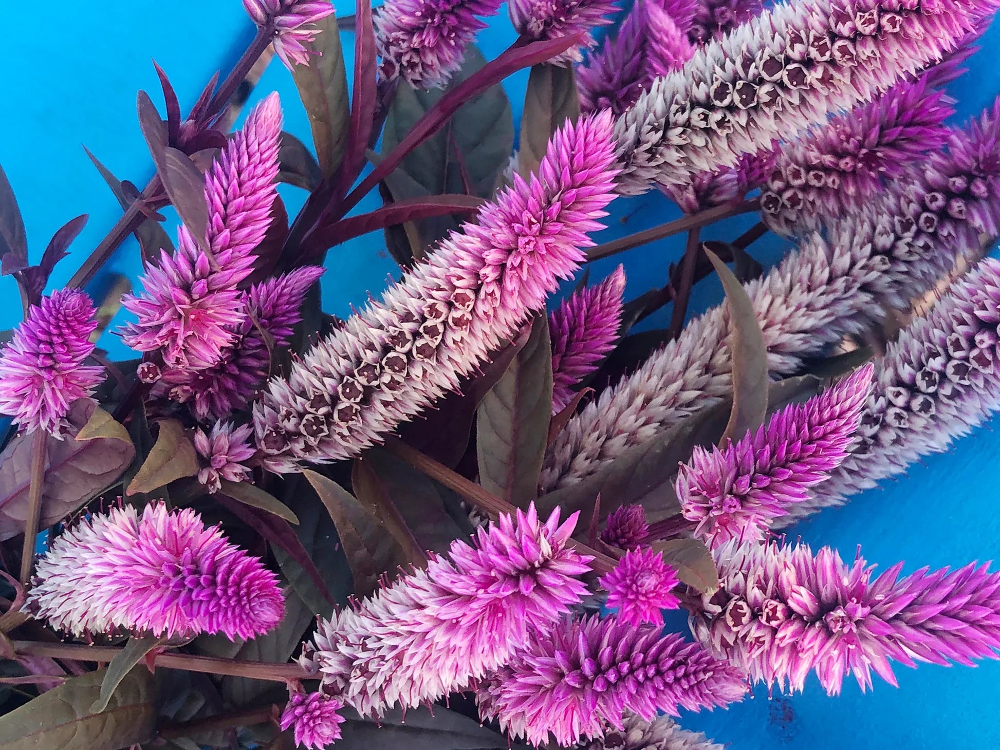 Purple Celosia Spicata Flower seeds for Planting Easy to Grow, Heirloom & GMO Free Seeds for Home Garden vegetable and garden seeds