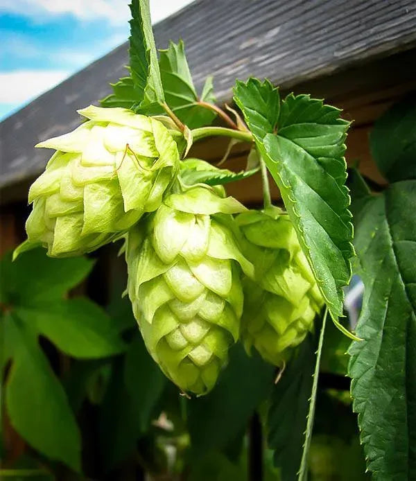 High quality Dark Green Humulus Lupulus Flower seeds for Planting Wildflower Mix, Heirloom & GMO Free Seeds for Home Garden seeds pack