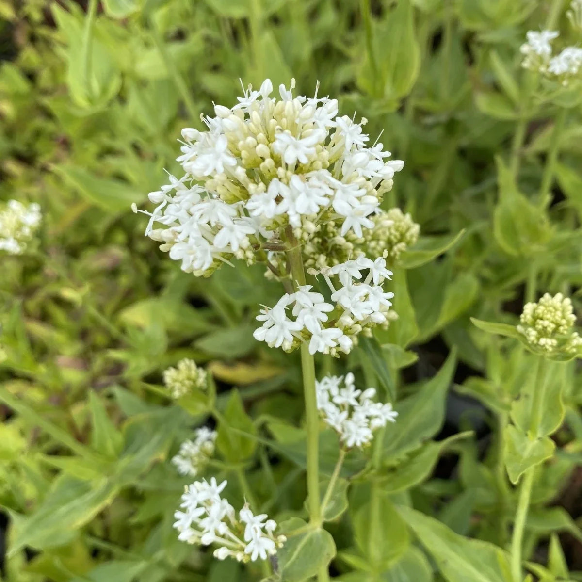 Jupiter's Beard Flower seeds for Planting, Wildflower Mix Heirloom & GMO Free Seeds for Home Garden