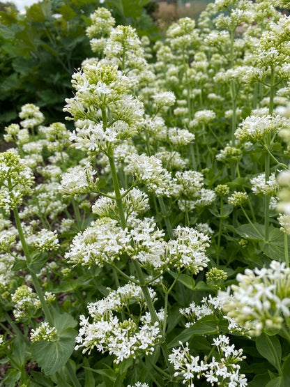 Centranthus Ruber Albus Flower seeds for Planting Seasonal Bloomer Heirloom & GMO Free Seeds for Home Garden
