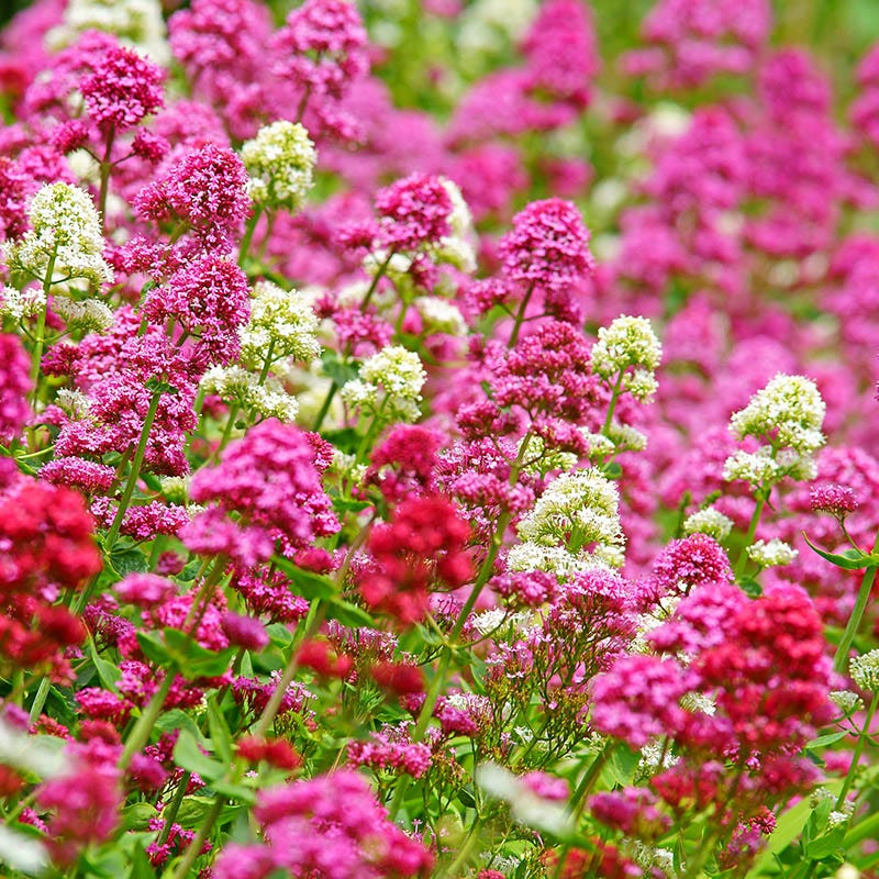 Premium Mixed Jupiter's Flower seeds for Planting Drought Tolerant, Heirloom & GMO Free Seeds for Home Garden seeds