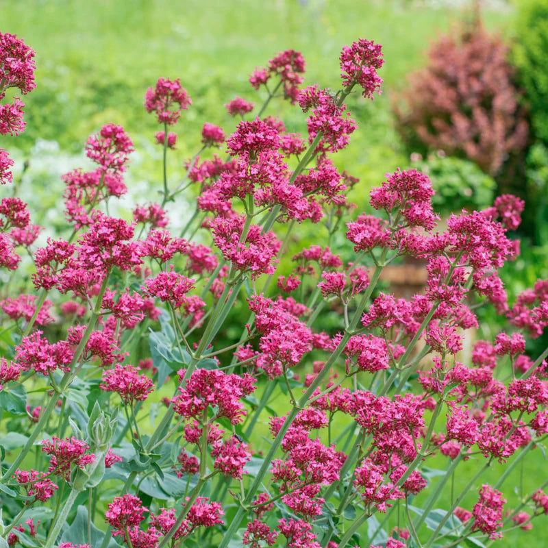 Red Valerian Centranthus Ruber Seeds – Heirloom Non-GMO Compact Flowering Seeds for Garden Planting