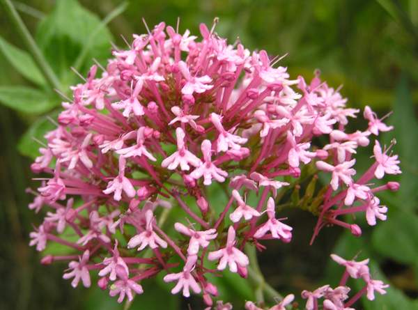 Centranthus Ruber Flower seeds for Planting Bright Blooms, Heirloom & GMO Free Seeds for Home Garden seeds for planting