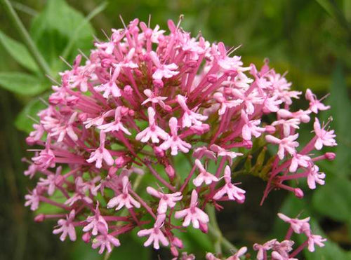 Centranthus Ruber Flower seeds for Planting Bright Blooms, Heirloom & GMO Free Seeds for Home Garden seeds for planting