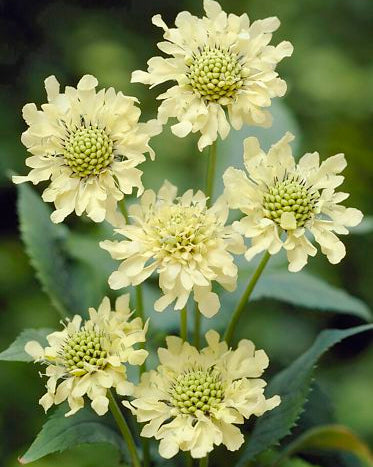 High quality Cephalaria Gigantea Flower seeds for Planting Vibrant Colors, Heirloom & GMO Free Seeds for Home Garden seeds pack