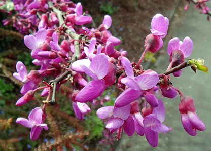 Heirloom Cercis Siliquastrum Flower seeds for Planting Easy to Grow Heirloom & GMO Free Seeds for Home Garden 
 
 Sale