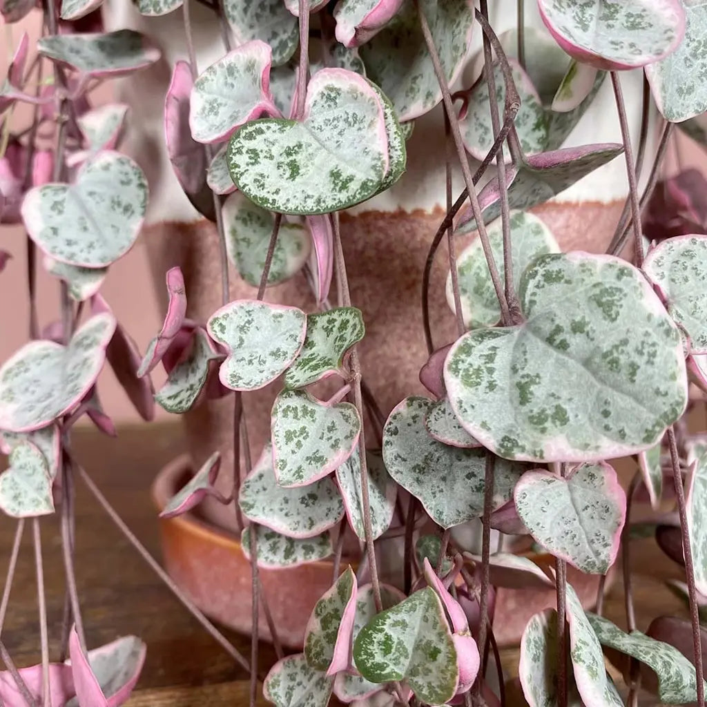 Ceropegia String of Hearts Pretty Pink Seeds Flower seeds for Planting Low Maintenance, Heirloom & GMO Free Seeds for Home Garden vegetable and garden seeds