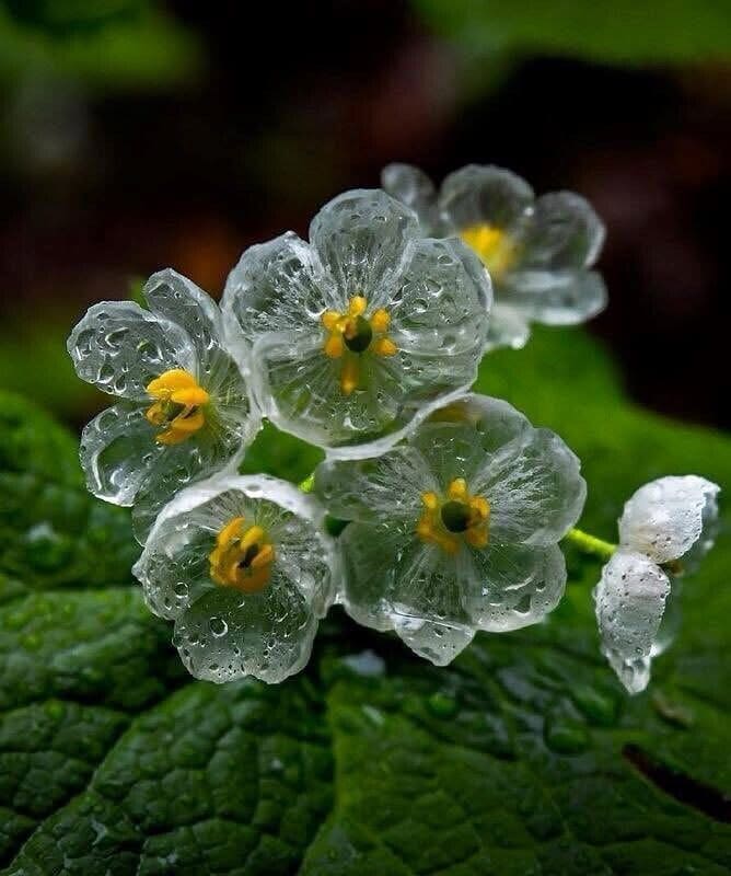 Transparent Skeleton Flower seeds for Planting - Easy to Grow, Heirloom & GMO Free Seeds for Home Garden