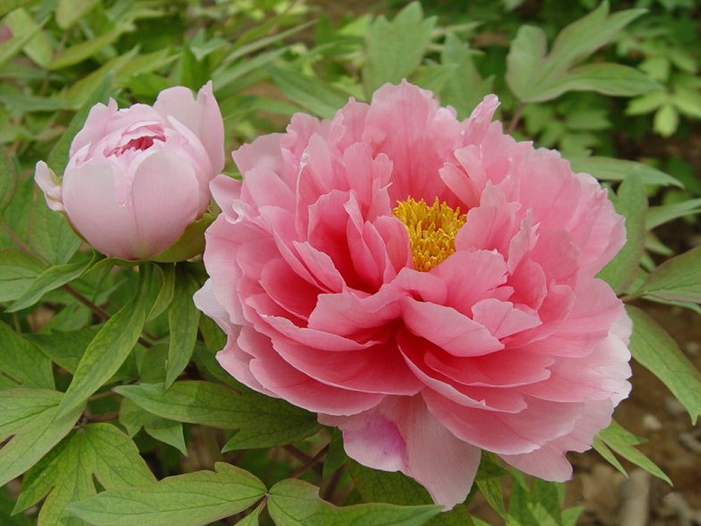 Suffruticosa Flower seeds for Planting Compact Growth Heirloom & GMO Free Seeds for Home Garden