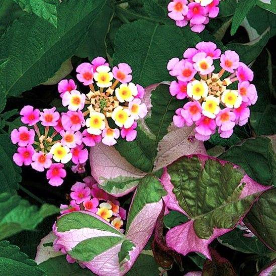 Mixed Lantana Camara Flower seeds for Planting Garden Favorite, Heirloom & GMO Free Seeds for Home Garden vegetable and garden seeds