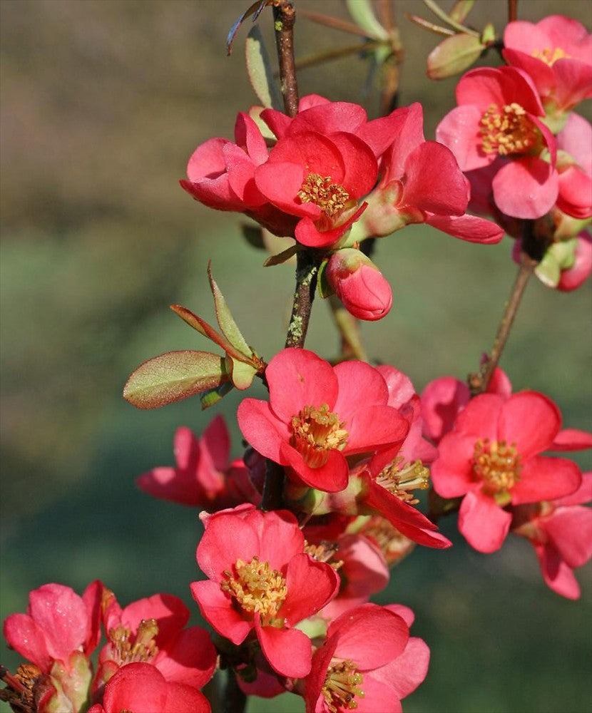 Heirloom Quince Chaenomeles Flower seeds for Planting Cut Flower Favorite Heirloom & GMO Free Seeds for Home Garden