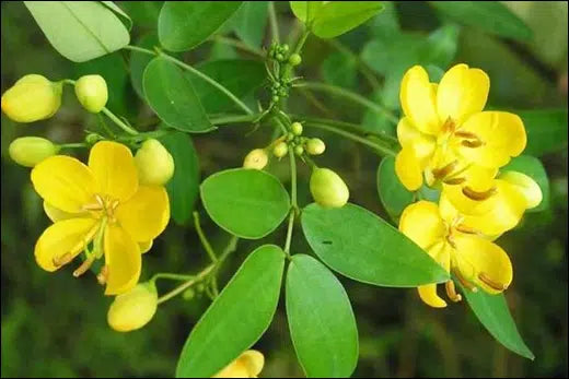 Yellow Cassia Tora Flower seeds for Planting Vibrant Colors, Heirloom & GMO Free Seeds for Home Garden vegetable and garden seeds
