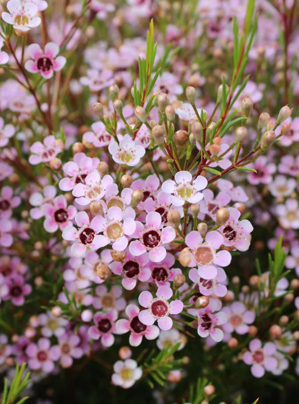 Geraldton Wax Flower seeds for Planting Drought Tolerant, Heirloom & GMO Free Seeds for Home Garden vegetable and garden seeds