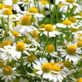 White German Fragrant Flower seeds for Planting Seasonal Bloomer, Heirloom & GMO Free Seeds for Home Garden seeds for planting