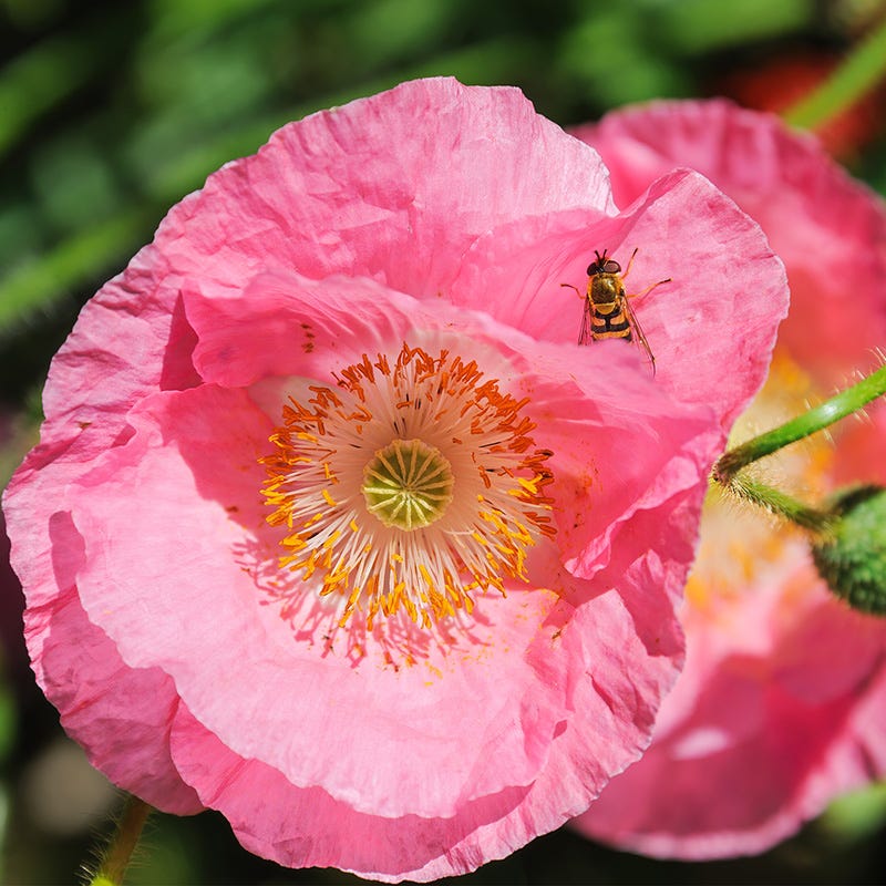 Premium Pale Pink Iceland Flower seeds for Planting Cottage Garden Essential, Heirloom & GMO Free Seeds for Home Garden seeds