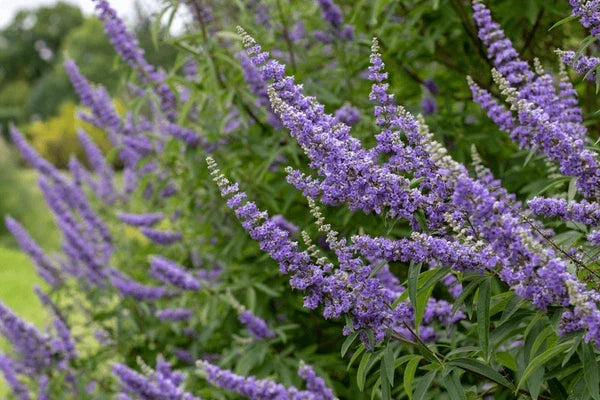 Chasteberry Flower seeds for Planting Bright Blooms Heirloom & GMO Free Seeds for Home Garden