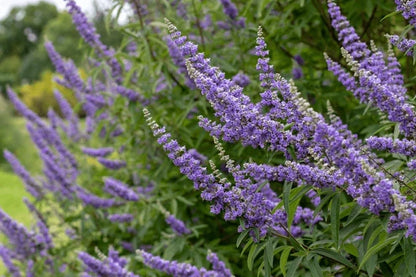 Chasteberry Flower seeds for Planting Bright Blooms Heirloom & GMO Free Seeds for Home Garden