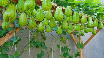 Green chayote plants thriving in a home garden