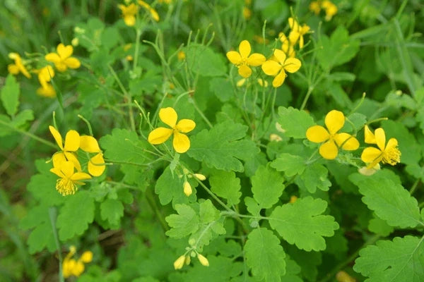 Yellow Chelidonium Flower seeds for Planting Shade Tolerant, Heirloom & GMO Free Seeds for Home Garden vegetable and garden seeds