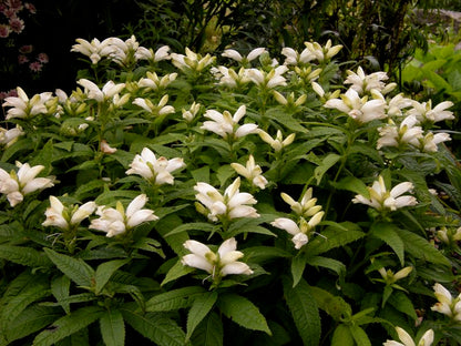 Chelone Glabra Flower seeds for Planting Cottage Garden Essential Heirloom & GMO Free Seeds for Home Garden 
 
 Sale