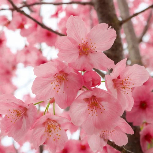 High quality Yoshino Flower seeds for Planting Compact Growth, Heirloom & GMO Free Seeds for Home Garden seeds pack