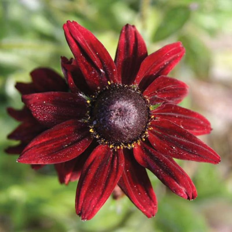 Premium Red Rudbeckia Flower seeds for Planting Compact Growth, Heirloom & GMO Free Seeds for Home Garden seeds