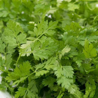 Chervil grown from seeds adding leafy texture to borders