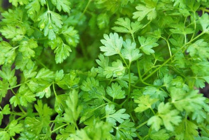 Chervil flowering herb grown from seeds with white blooms