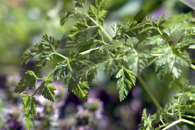 Chervil seeds Anthriscus cerefolium delicate foliage plant