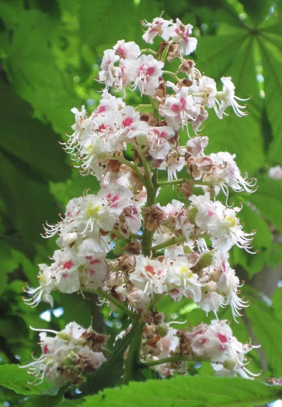 Horse Chestnut Flower seeds for Planting Compact Growth Heirloom & GMO Free Seeds for Home Garden