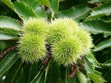 Chestnut Seeds for Easy Planting