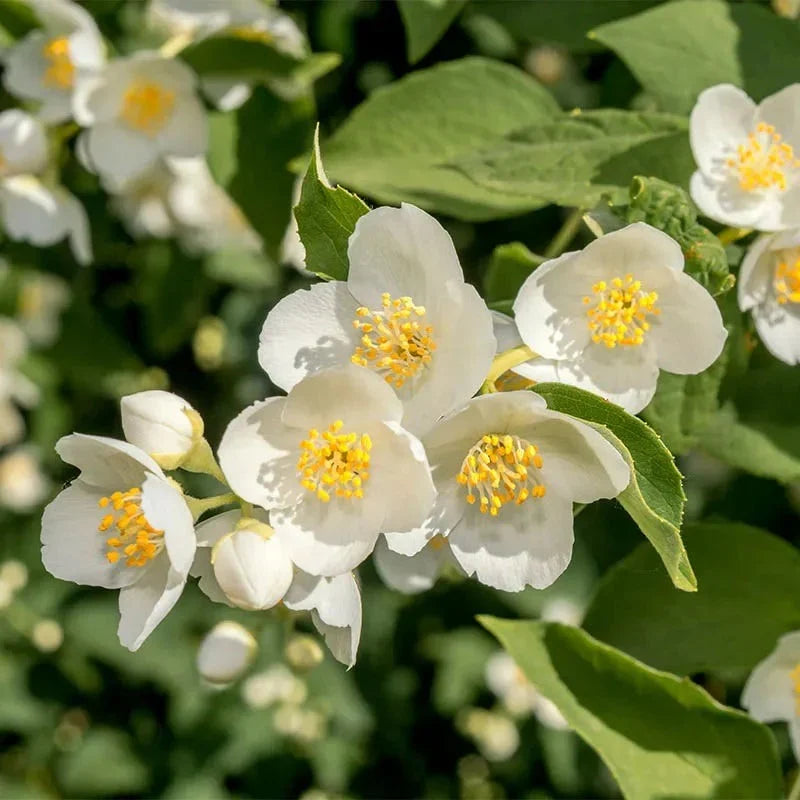 Philadelphus Coronarius Flower seeds for Planting Perfect for Borders, Heirloom & GMO Free Seeds for Home Garden vegetable and garden seeds
