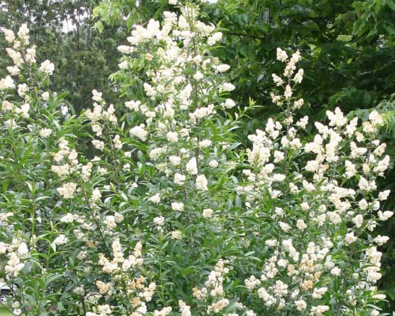 Premium Pink Crape Myrtle Flower seeds for Planting Colorful Display, Heirloom & GMO Free Seeds for Home Garden seeds