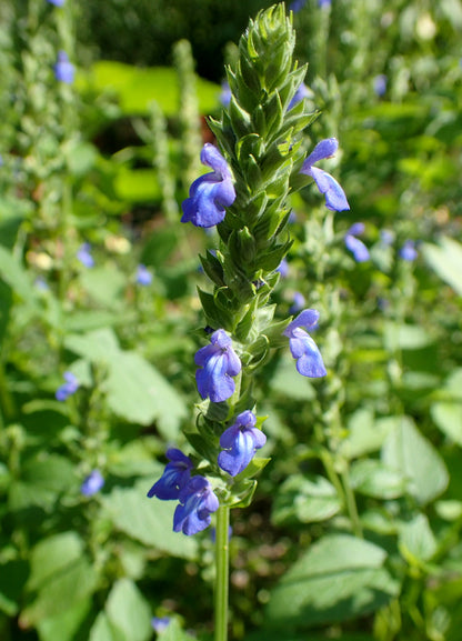 Chia Sage plants from seed growing in an ornamental garden