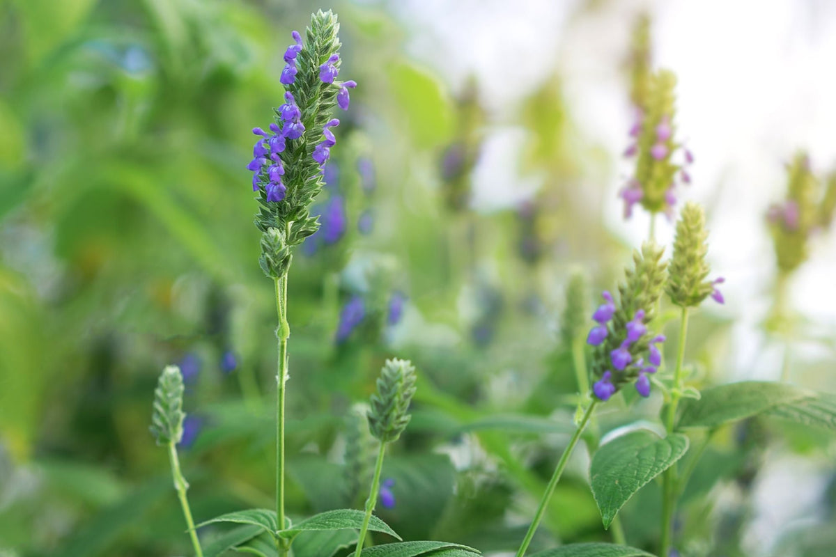 Chia Sage seeds producing purple flower spikes