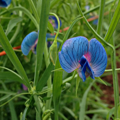 Light Blue Sweet Pea Flower seeds for Planting Compact Growth Heirloom & GMO Free Seeds for Home Garden