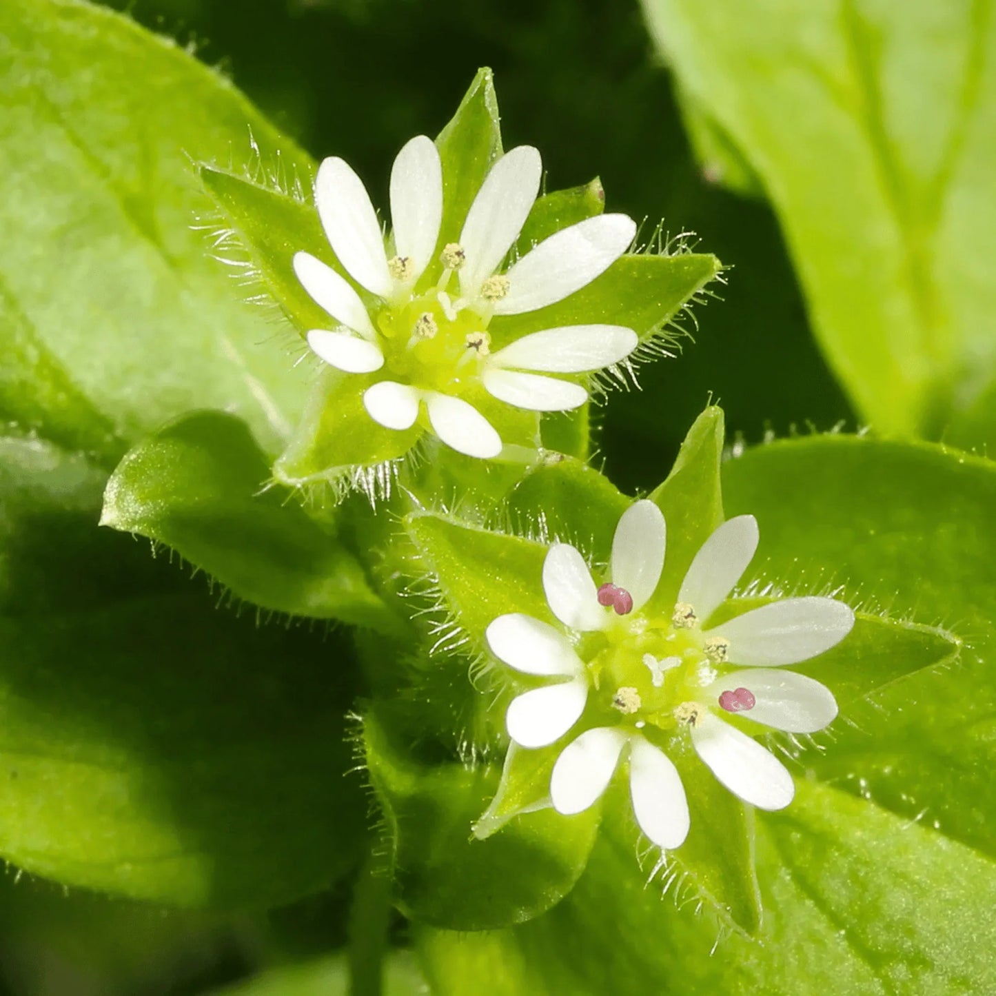 Chickweed Flower seeds for Planting - Bright Blooms, Heirloom & GMO Free Seeds for Home Garden