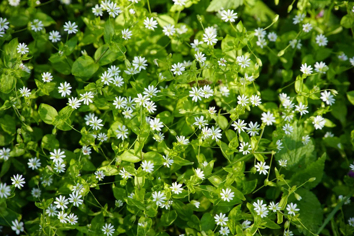 Chickweed Flower seeds for Planting - Bright Blooms, Heirloom & GMO Free Seeds for Home Garden