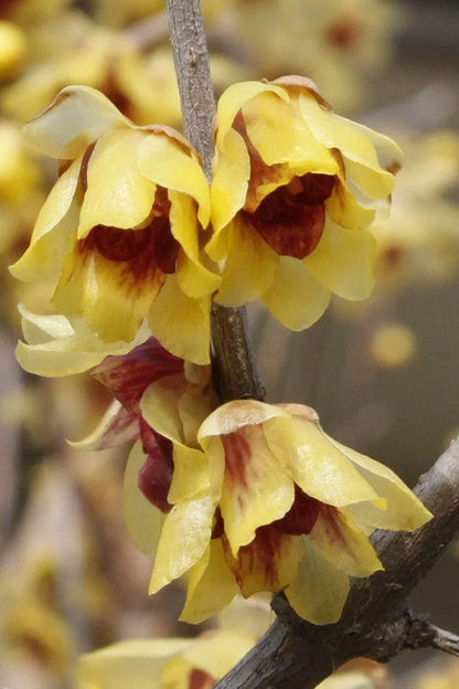 Wintersweet Fragrant Flower seeds for Planting Pollinator Friendly Heirloom & GMO Free Seeds for Home Garden