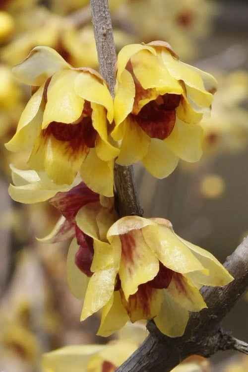 Premium Chimonanthus Wintersweet Flower seeds for Planting Shade Tolerant Heirloom & GMO Free Seeds for Home Garden seeds