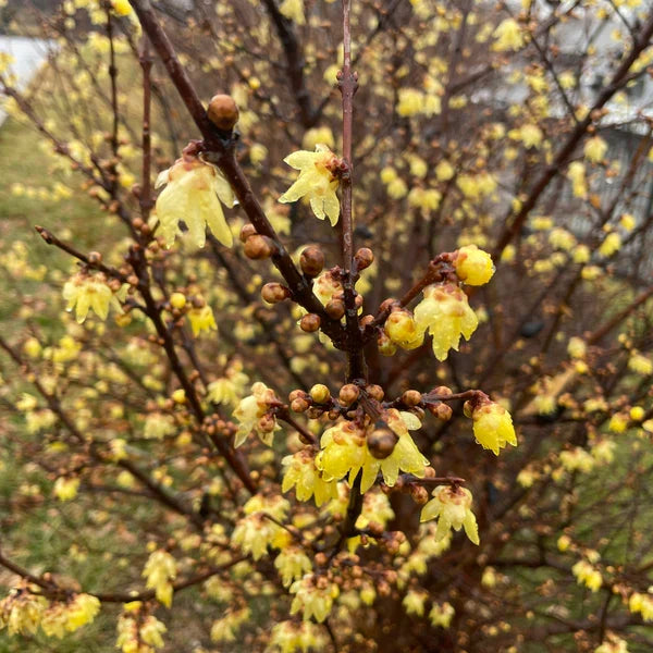 High quality Chimonanthus Wintersweet Flower seeds for Planting Shade Tolerant Heirloom & GMO Free Seeds for Home Garden seeds pack