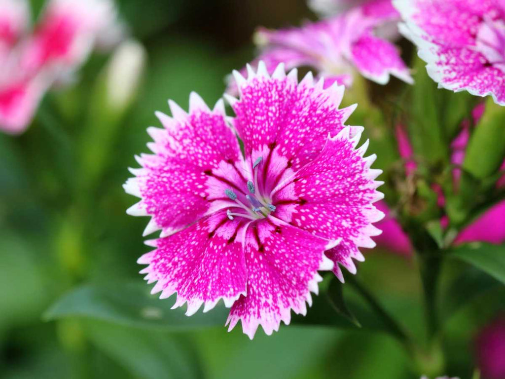 Dianthus Flower seeds for Planting Low Maintenance, Heirloom & GMO Free Seeds for Home Garden vegetable and garden seeds