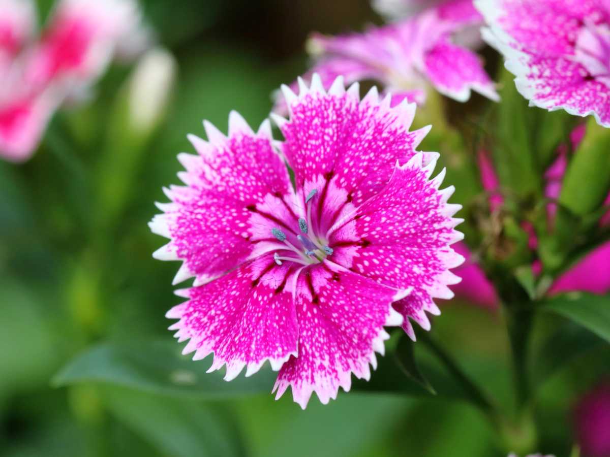 Dianthus Flower seeds for Planting Low Maintenance, Heirloom & GMO Free Seeds for Home Garden vegetable and garden seeds