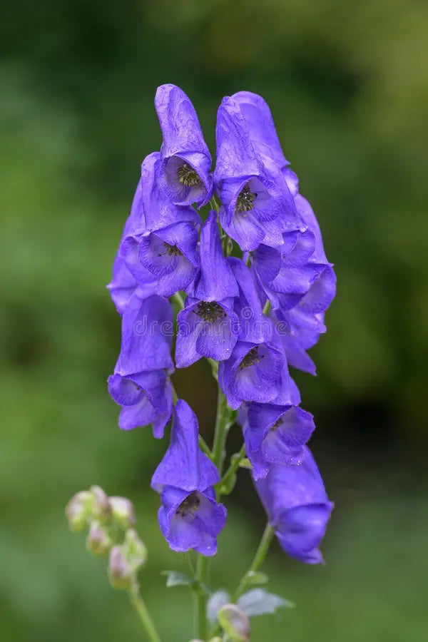 Blue Carmichaelii Flower seeds for Planting Fragrant Blossoms, Heirloom & GMO Free Seeds for Home Garden vegetable and garden seeds